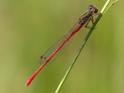 Ceriagrion tenellum male